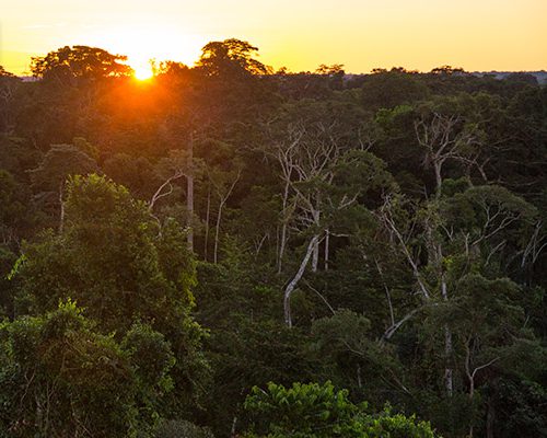 PAIR Finance unterstützt das Regenwaldprojekt des WWF